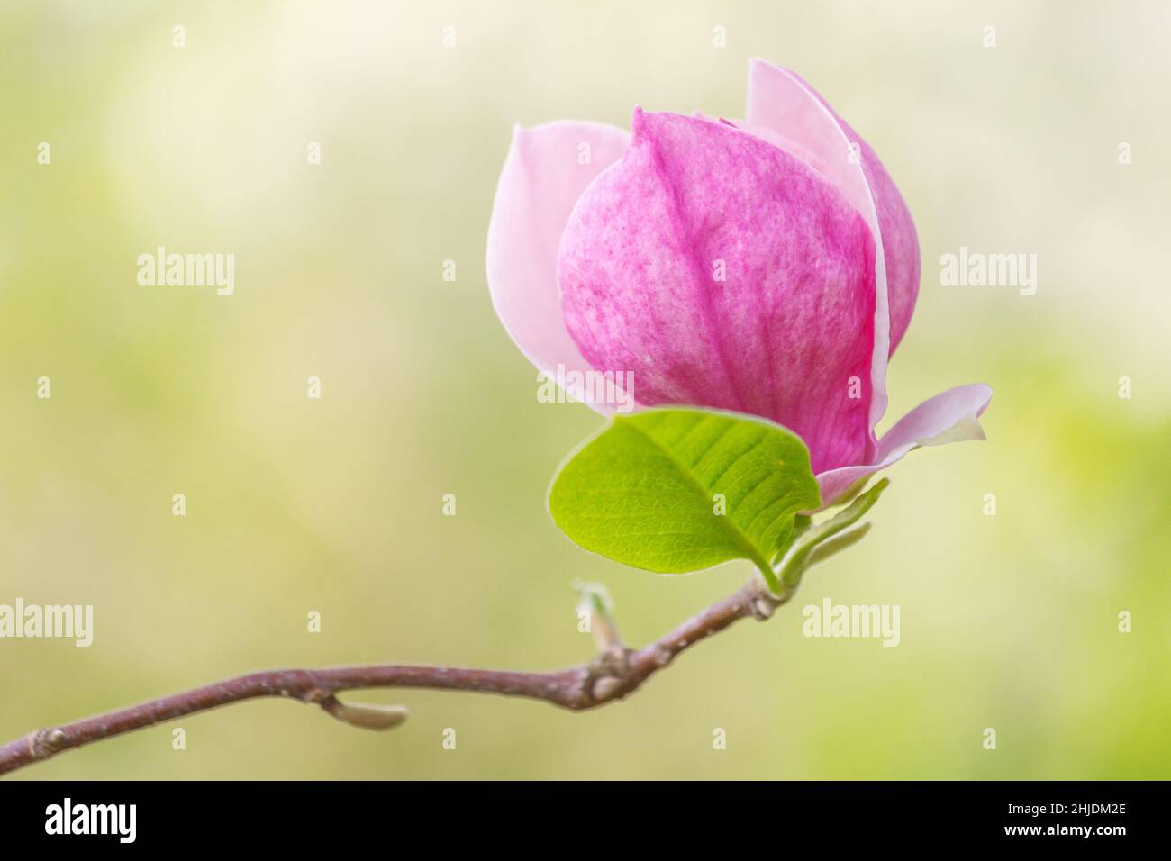 Magnolia soulangeana, saucer magnolia tree, flower in close-up view on a blurred background. Stock Photo