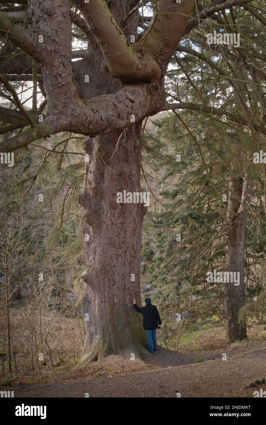 Large spruce tree in the Lake District, person shows scale. Stock Photo