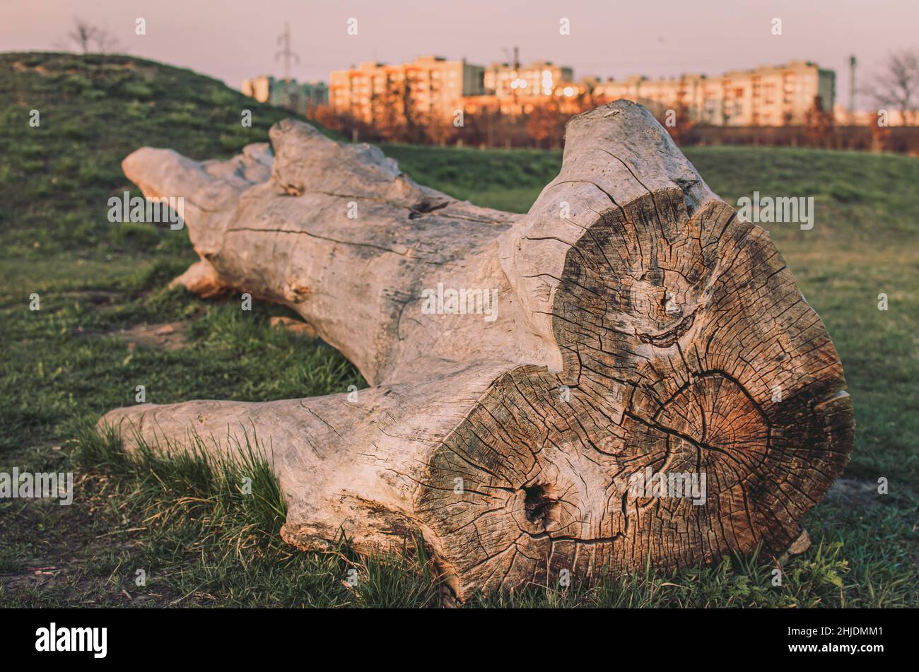 Big wooden log in the park surrounded by green grass Stock Photo