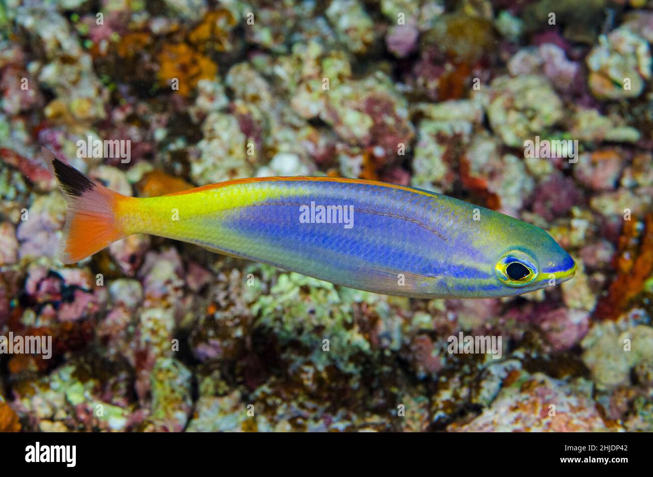 An unusually colorful species of Sea Bream, Pentapodus aureofasciatus, Vatu-i-ra, Bligh Water, Fiji, Pacific Ocean Stock Photo