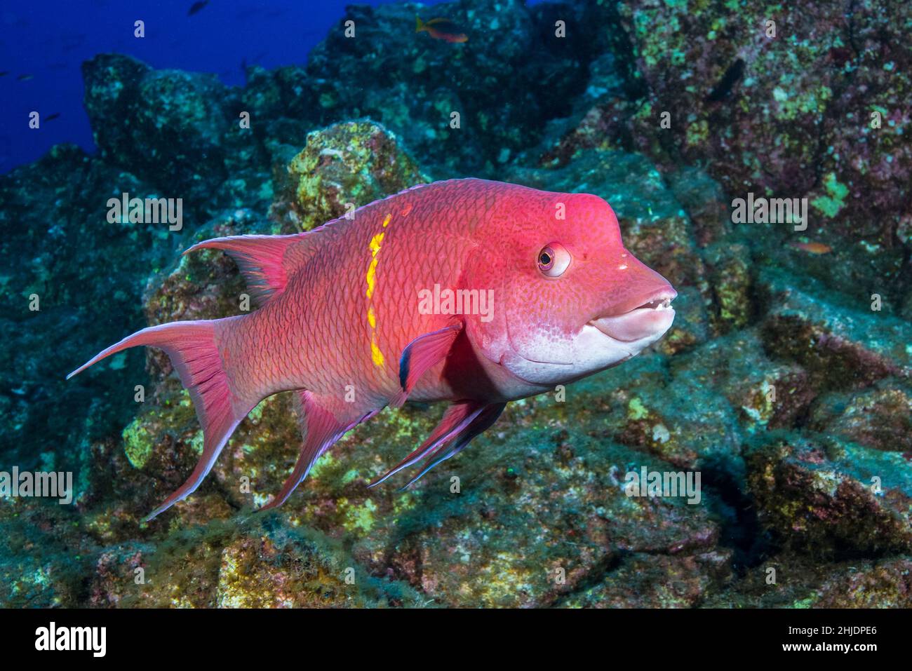 Mexican Hogfish, Bodianus diplotaenia.  El Canyon, Socorro, Revillagigedos, Mexico, Pacific Ocean Stock Photo