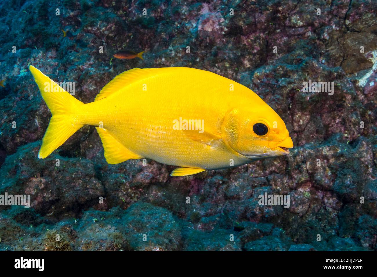 Unusual yellow variation of Cortez Sea Chub, Kyphosus elegans; normal coloration is silver-gray. Socorro Island, Revillagigedos, Mexico, Pacific Ocean Stock Photo