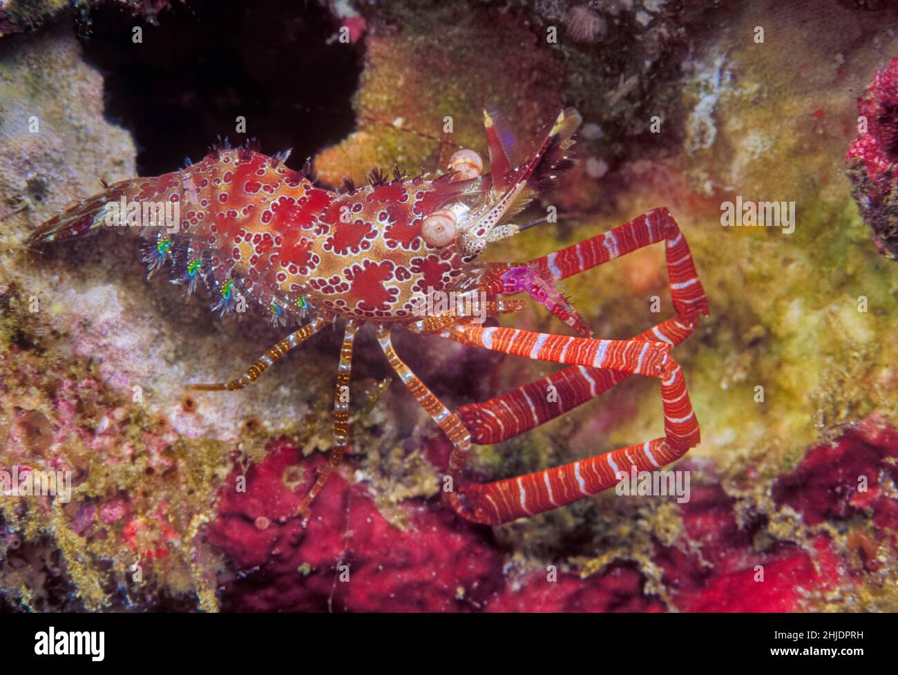 Male Coral Marble Shrimp, Saron neglectus, showing distinctive enlongated claw arms. Mergui Archipelago, Myanmar, Andaman Sea, Indian Ocean Stock Photo