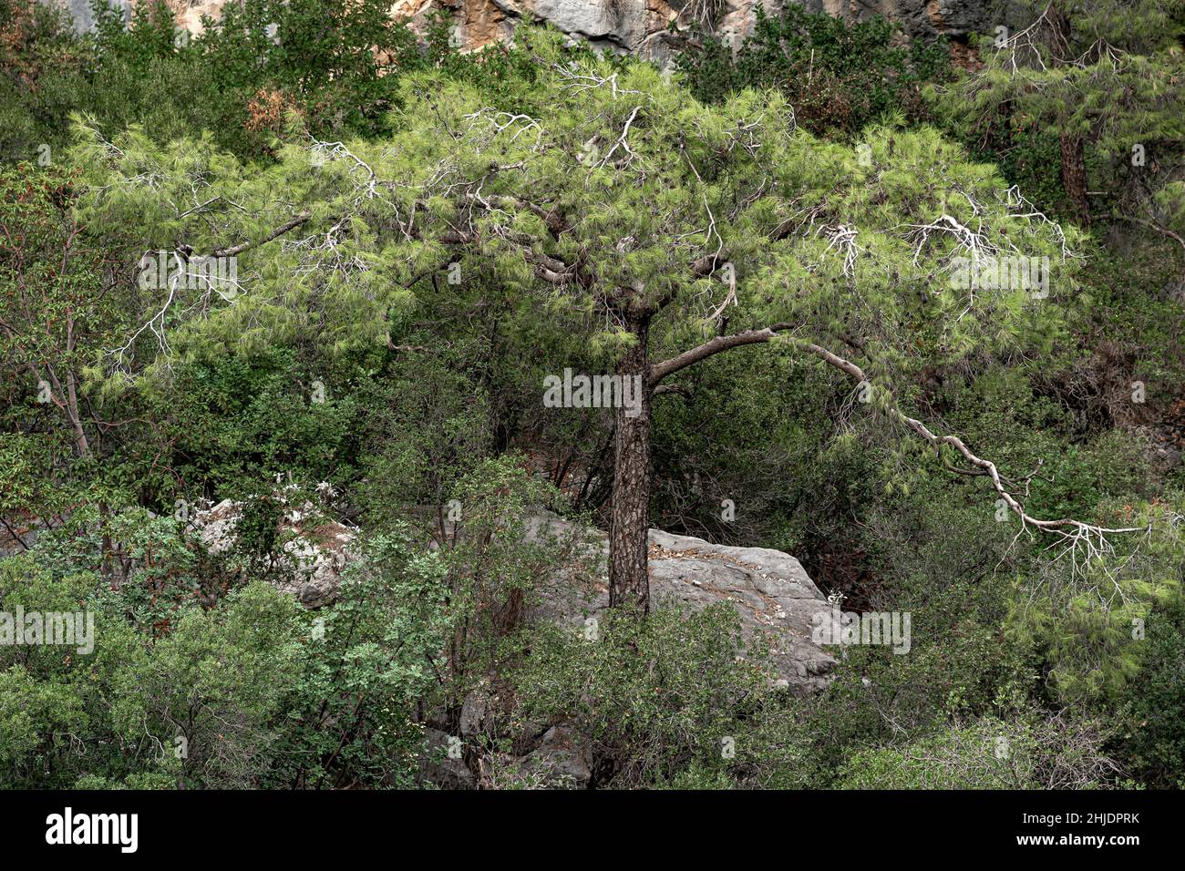Rocky mountain slope pine hi-res stock photography and images - Alamy