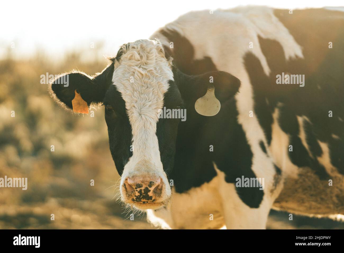 Wounded Cow injured cow separated from the rest looking into the camera Stock Photo ...