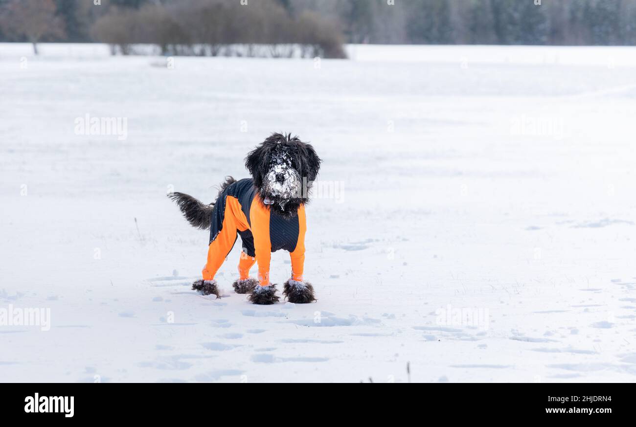 A black labradoodle dog in an orange protector cover is standing in white snowy winter landscape Stock Photo