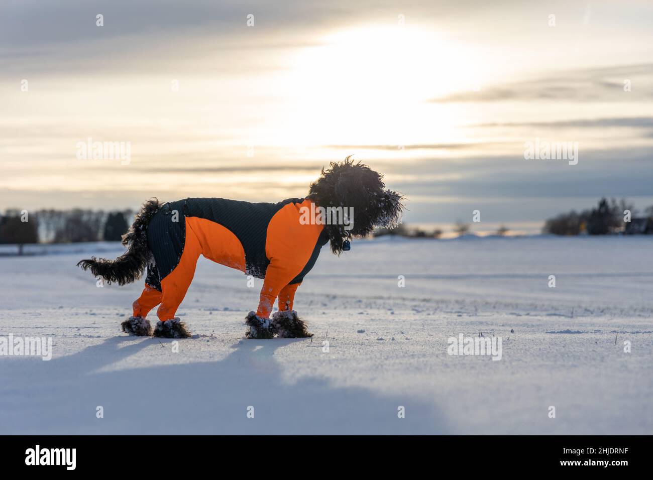 A black labradoodle dog in an orange protector cover is standing in white snowy winter landscape Stock Photo