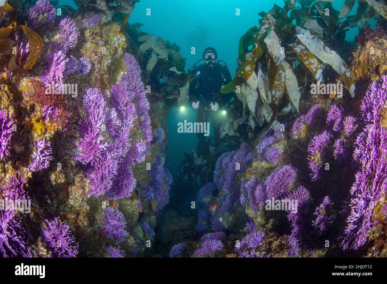 Diver Mike Pizzi explores among colonies of purple hydracoral,  Stylaster californicus, and giant kelp, Macrocystis pyrifera.  Farnsworth Bank, Catali Stock Photo