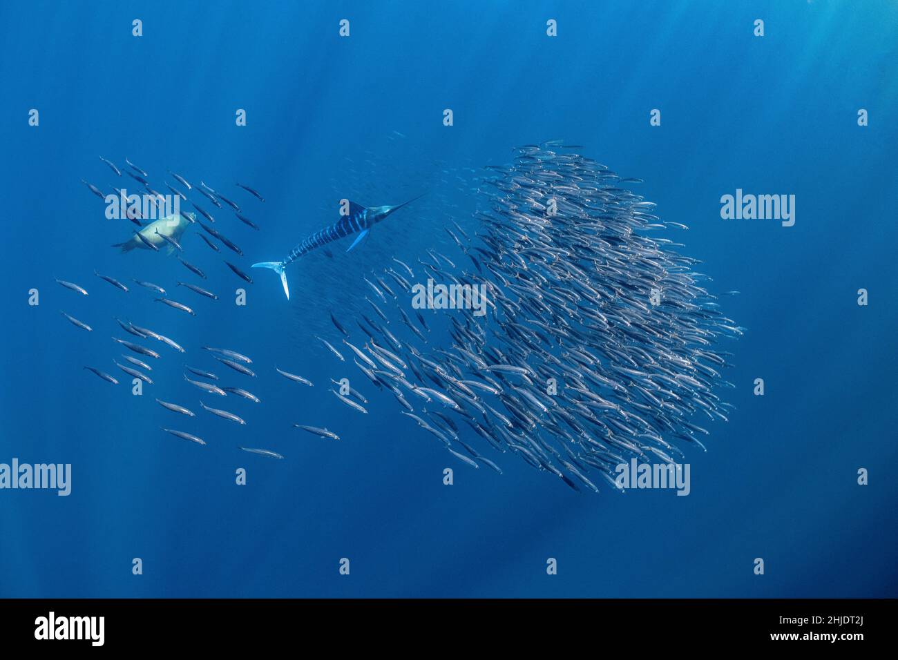 A school of Pacific Mackerel, japonicus, try to evade predators such as this striped