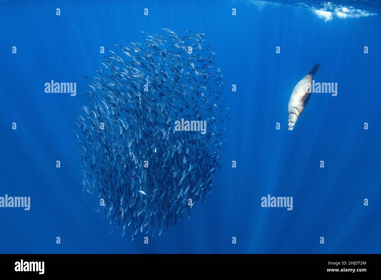 A California sea lion, Zalophus californianus, rides herd on a school of Pacific mackerel, Scomber japonicus, the tight formation making it easier to Stock Photo