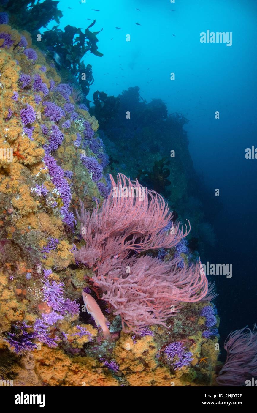 Colorful residents of near-vertical terrain at Farnsworth Bank: thriving colonies of Purple Hydrocoral, Stylaster californicus, red gorgonian,Leptogor Stock Photo