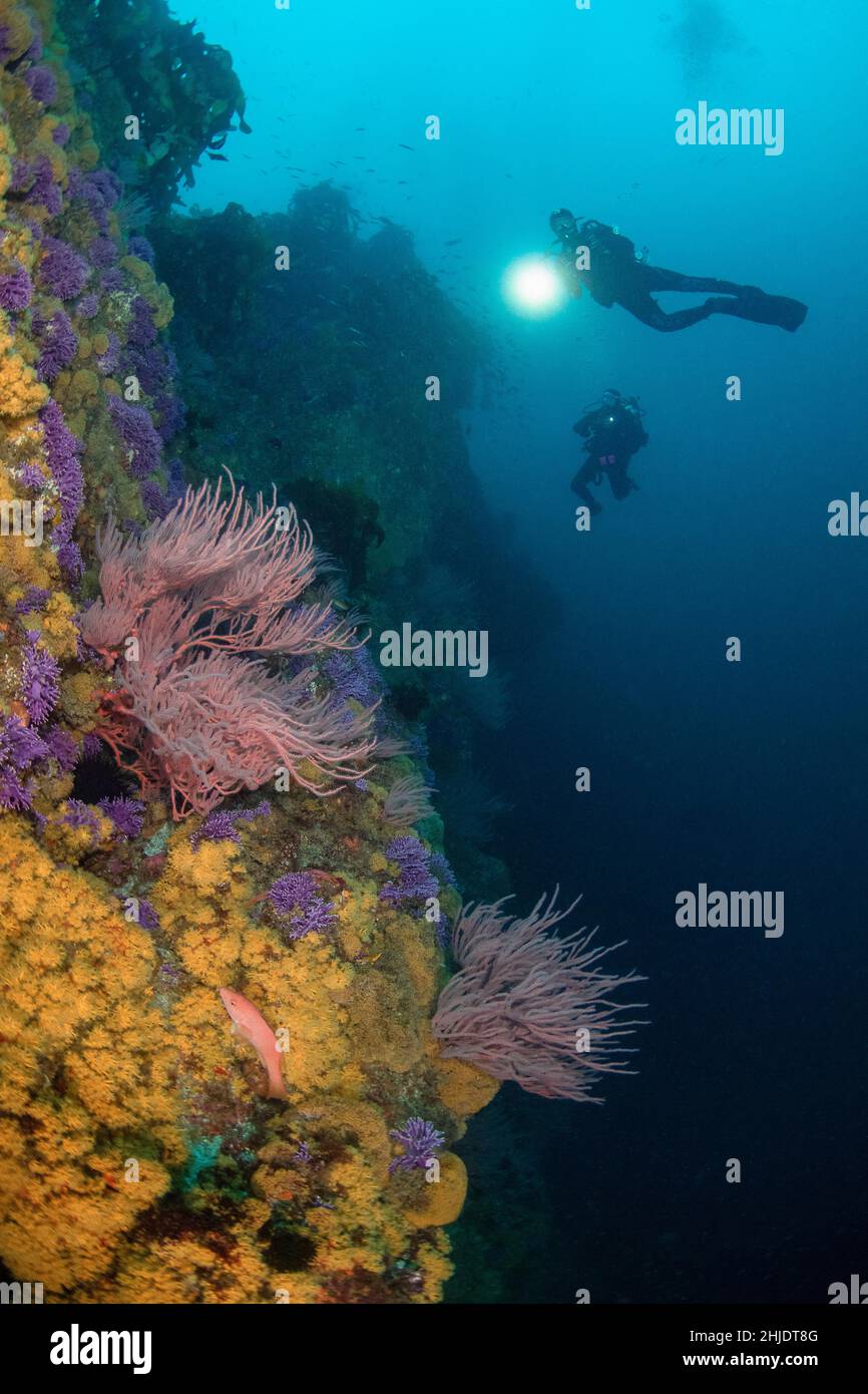 Scuba divers explore near-vertical terrain at Farnsworth Bank, amidst thriving colonies of Purple Hydrocoral, Stylaster californicus, red gorgonian, L Stock Photo