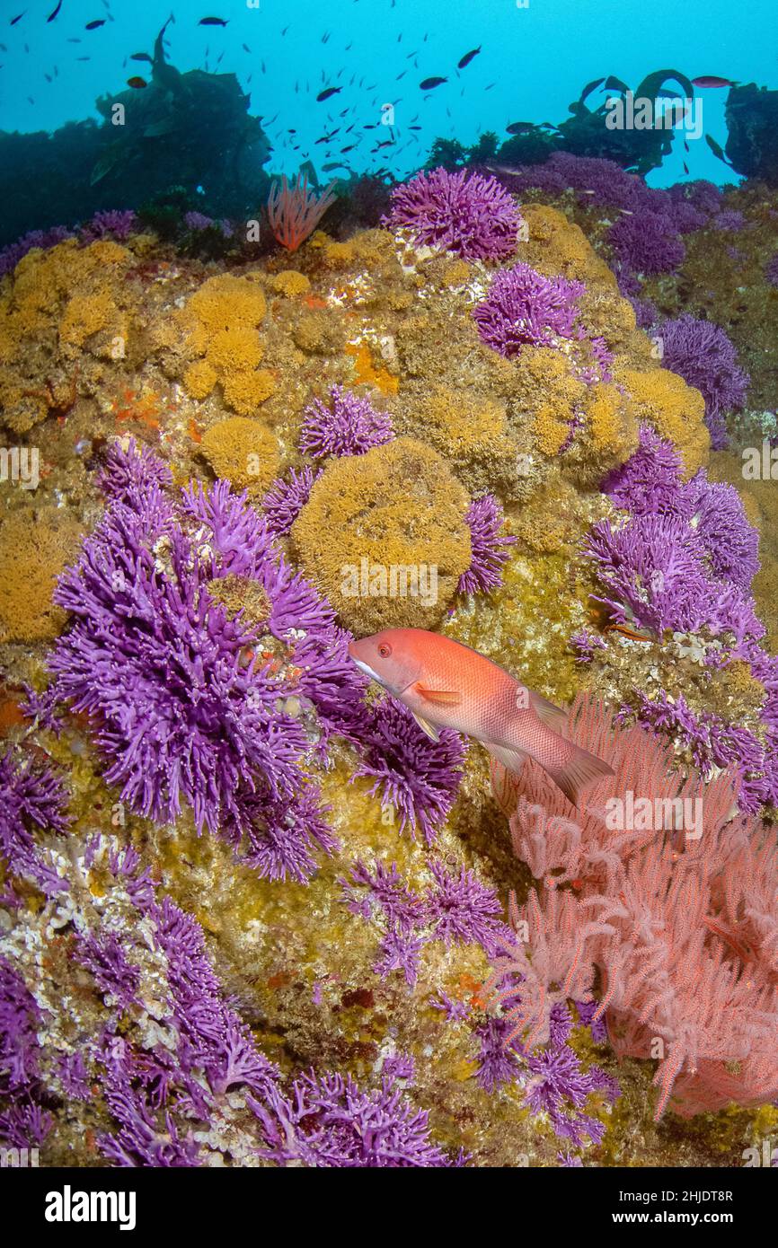 Thriving reefscape at Farnsworth Banks, showing signature mix of colorful marine life: Purple Hydrocoral, Stylaster californicus, Yellow Zoanthid Anem Stock Photo