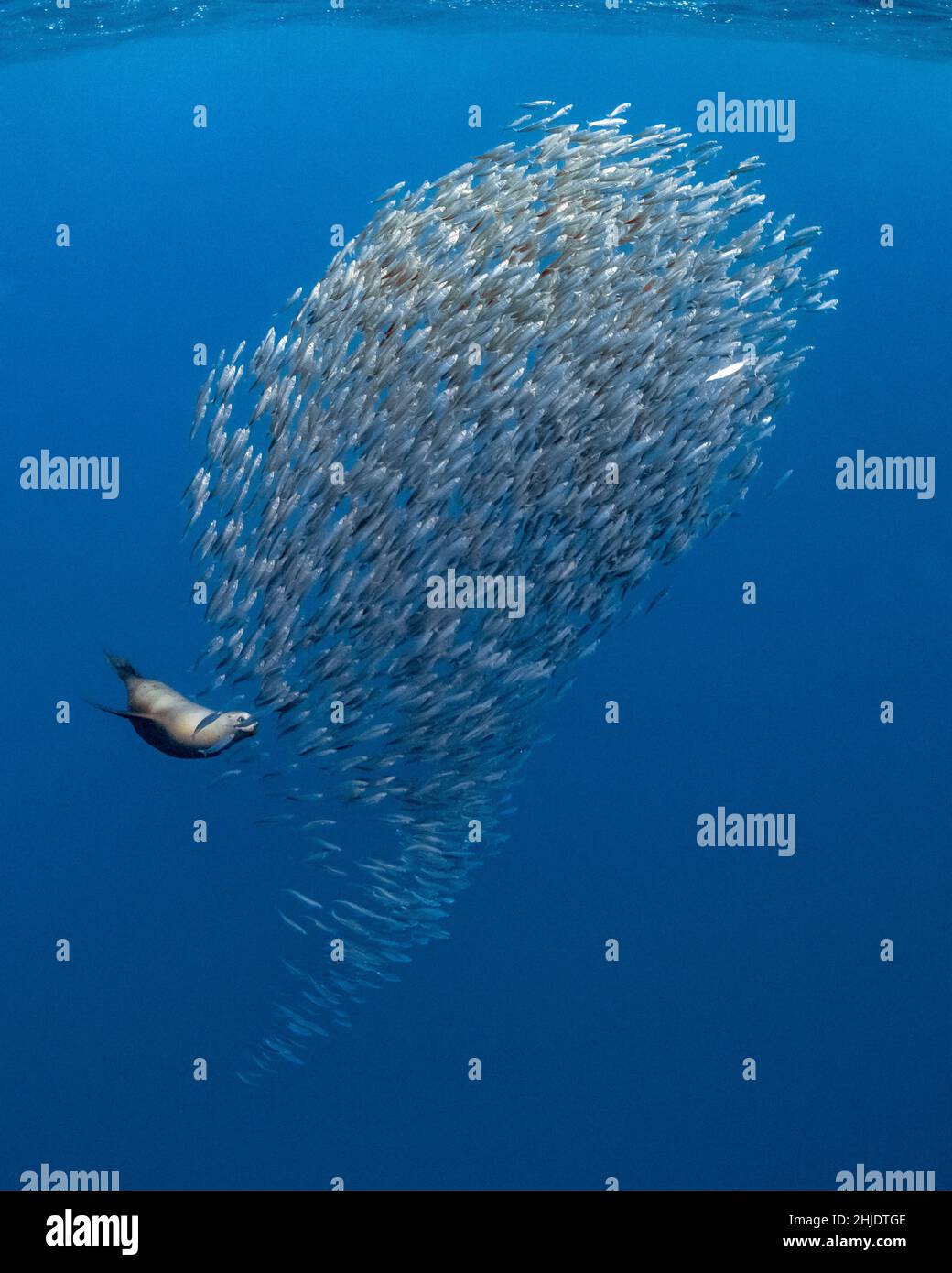 A California Sea Lion, Zalophus californianus, herds a school of Pacific Mackerel into a tight ball. Magdalena Bay, Mexico, Pacific Ocean Stock Photo