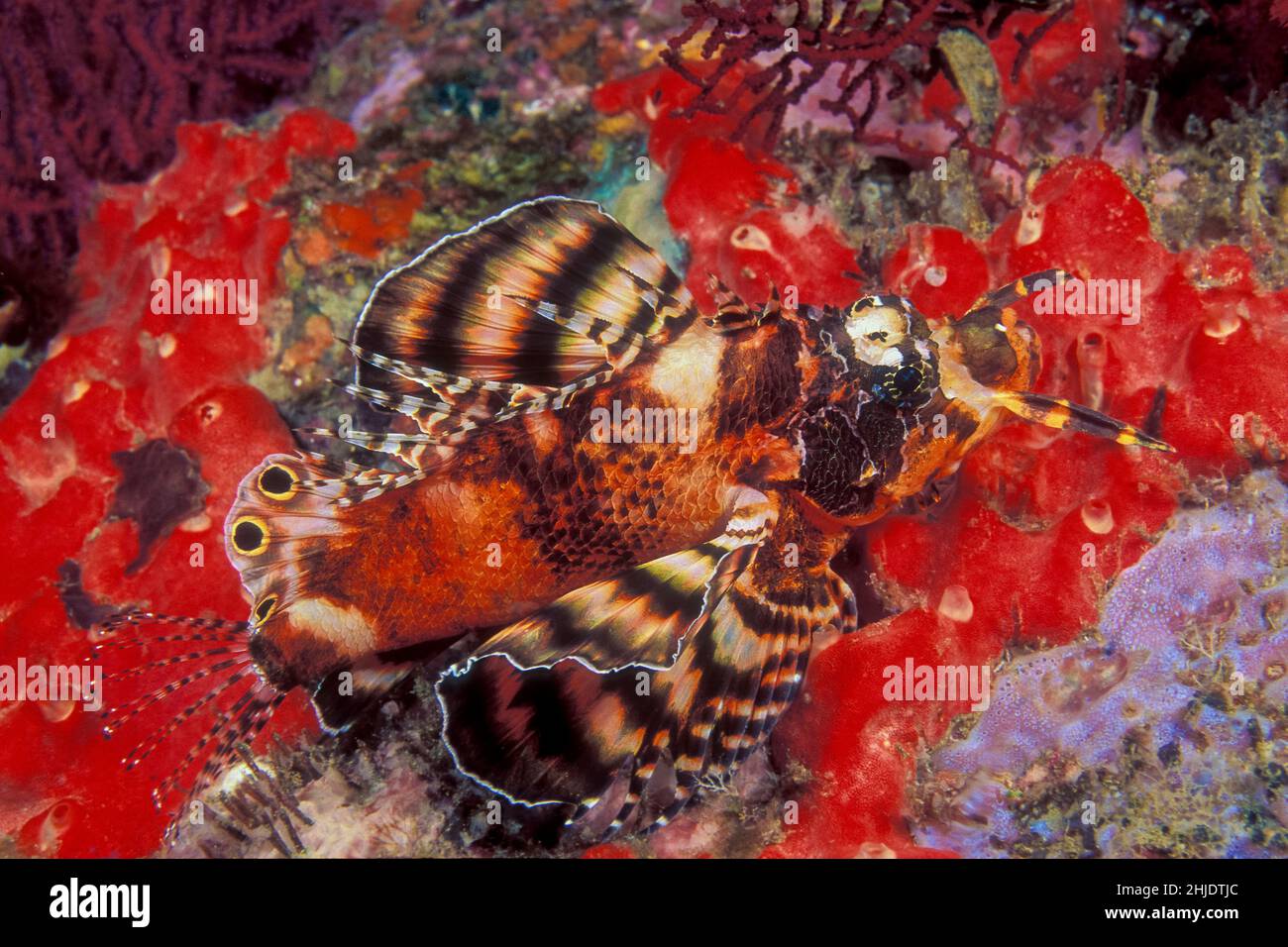 Twinspot Lionfish, Dendrochirus biocellatus, Similan Islands Marine National Park, Thailand, Andaman Sea Stock Photo