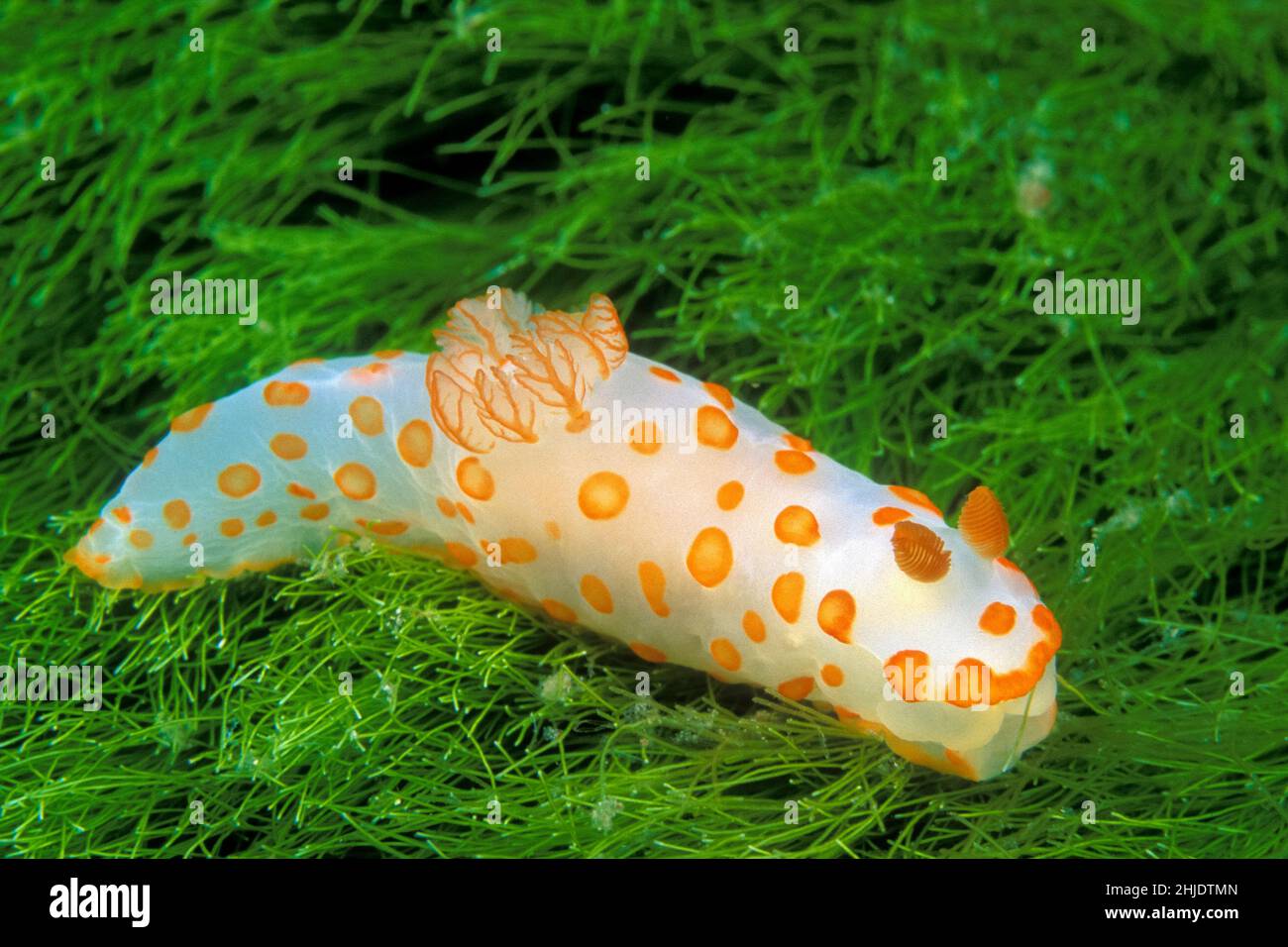 A gaudy looking nudibranch, Gymnodoris rubropapulosa, makes its way across a field of filamentous algae. Similan Islands Marine National Park, Thailan Stock Photo