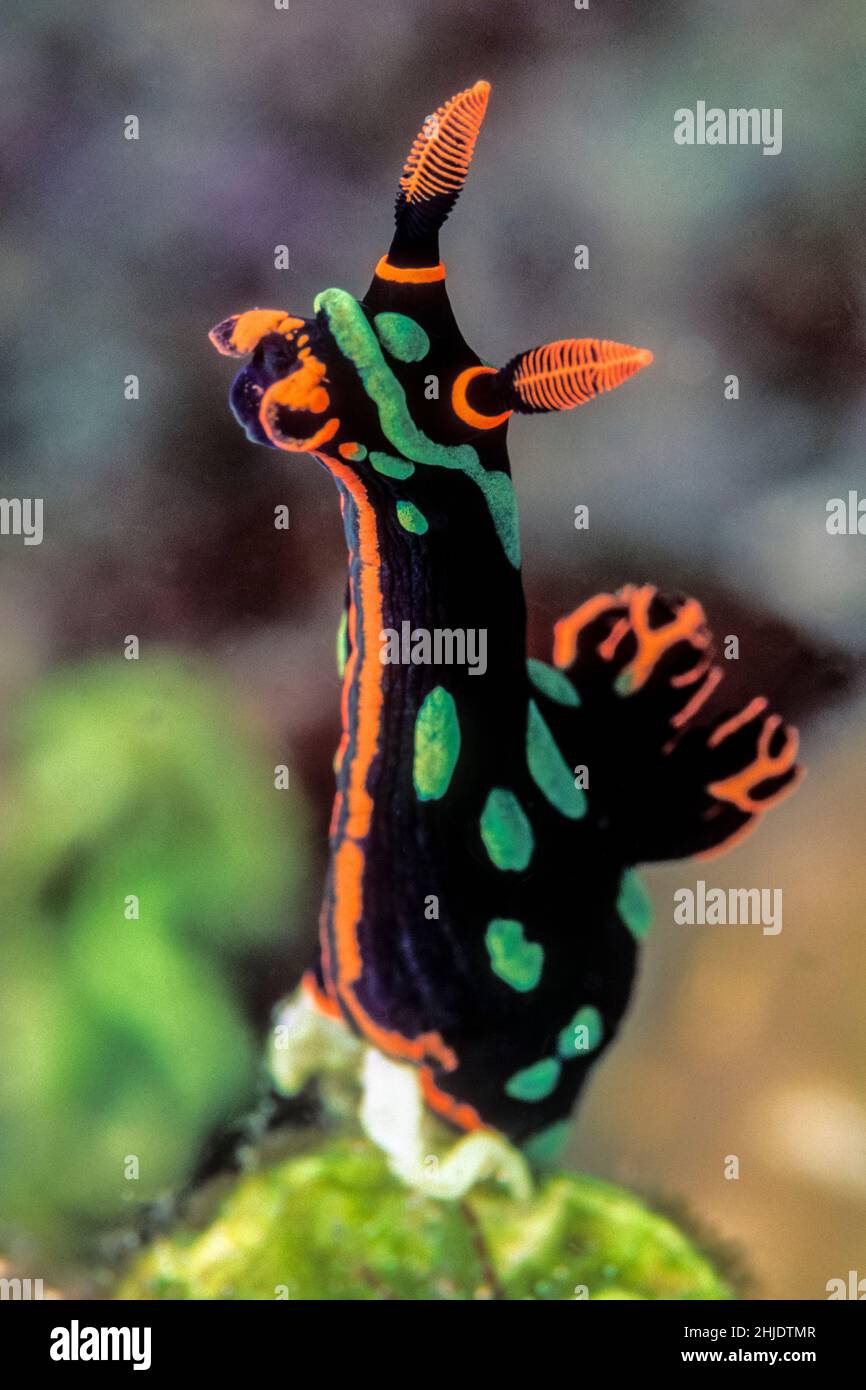 A colorful nudibranch, Nembrotha kubaryana, stands tall, probably sampling scent trails to locate prey or a mate. Komodo National Park, Indonesia, Pac Stock Photo