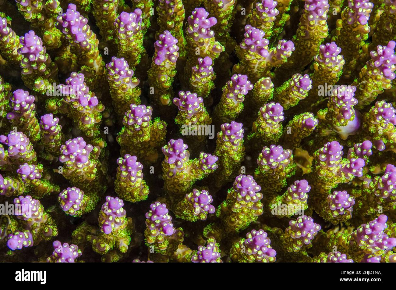 Detail of Branbhing coral colony, Acropora sp, Great Barrier Reef, Australia, Coral Sea, Pacific Ocean Stock Photo
