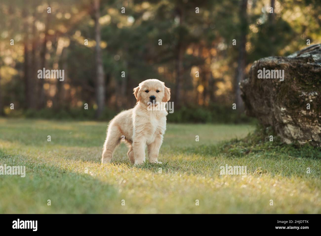 Golden retriever in a park hi-res stock photography and images - Page 6 -  Alamy