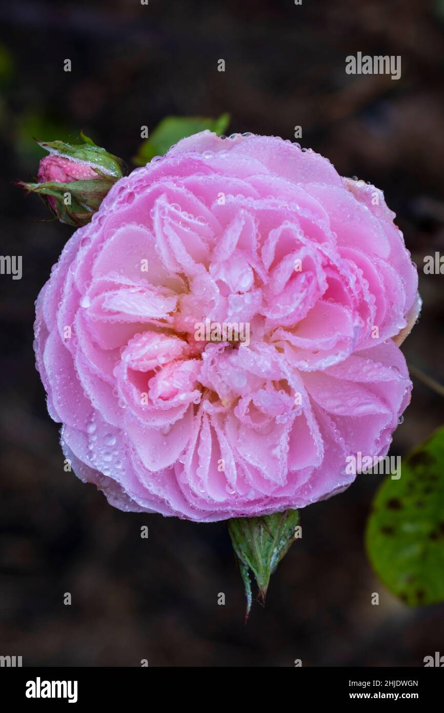 A pink rose covered in dew. Soft natural light. Large flower. Stock Photo