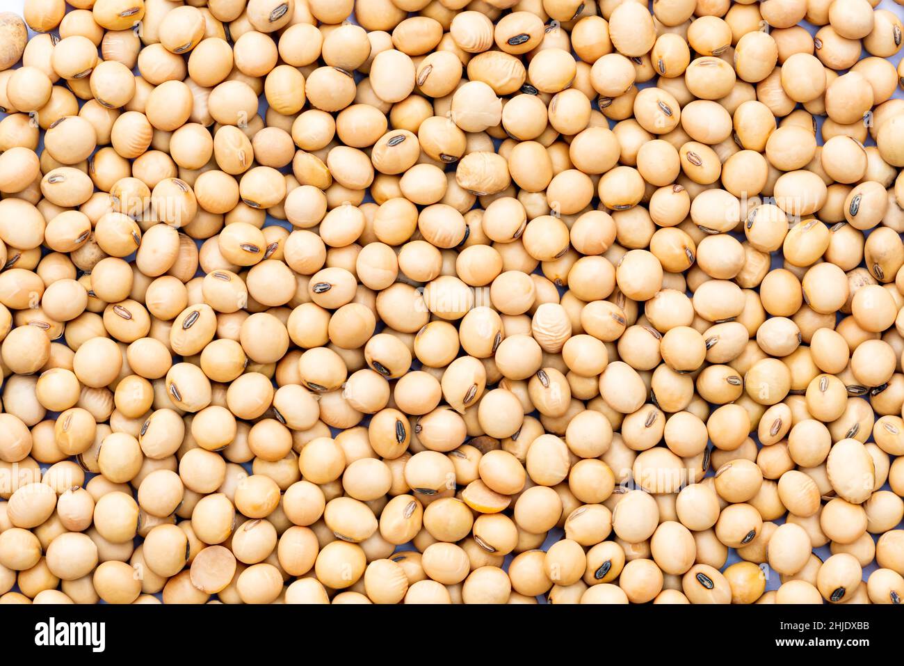 Top view of soy bean background. Closeup view of soy beans. Soy bean is the important plant protein for human. Stock Photo