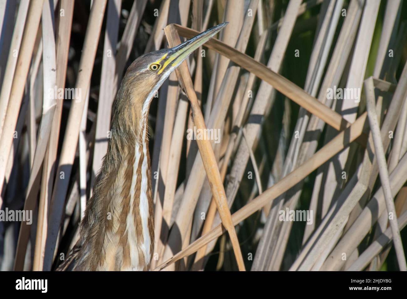 American Bittern (Botaurus lentiginosus Stock Photo - Alamy