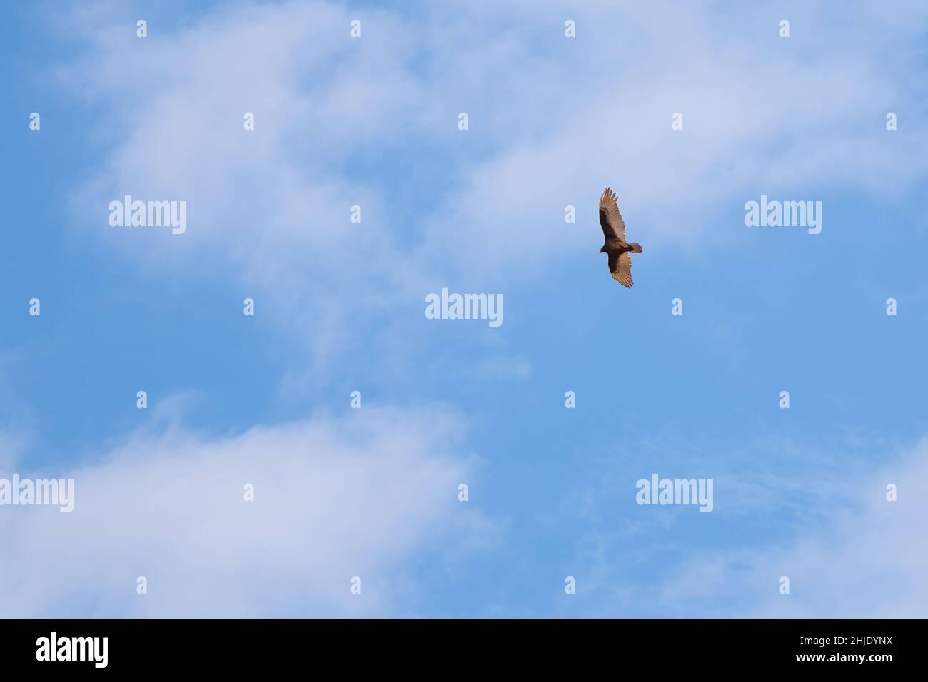 A Turkey Vulture soars high in the sky. Plenty of room for text in the minimalistic view. Stock Photo