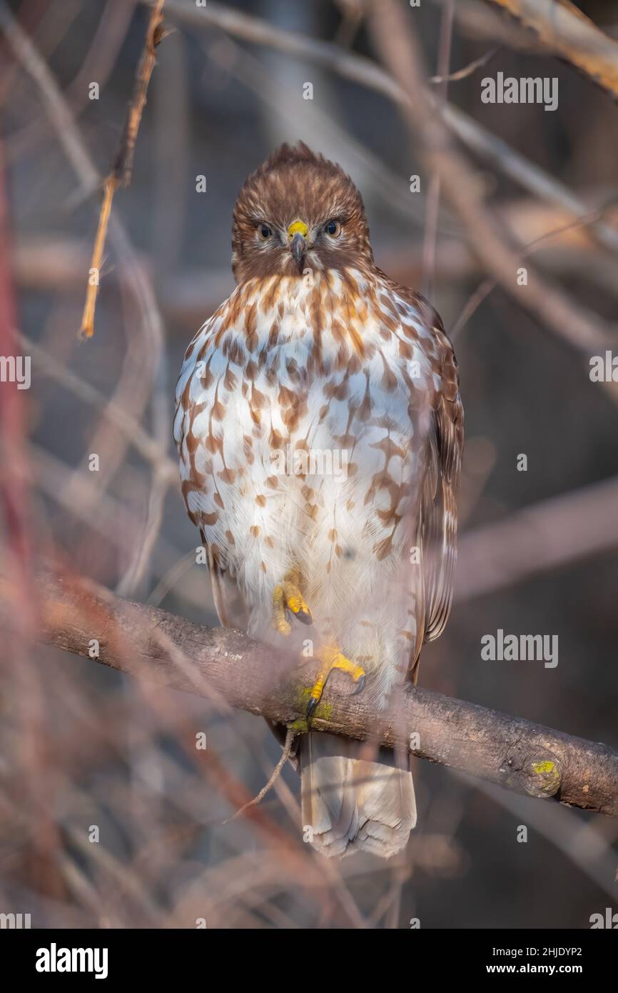 A Red-shouldered Hawk stares straight at the camera from the winter shrubbery. Raleigh, North Carolina. Stock Photo