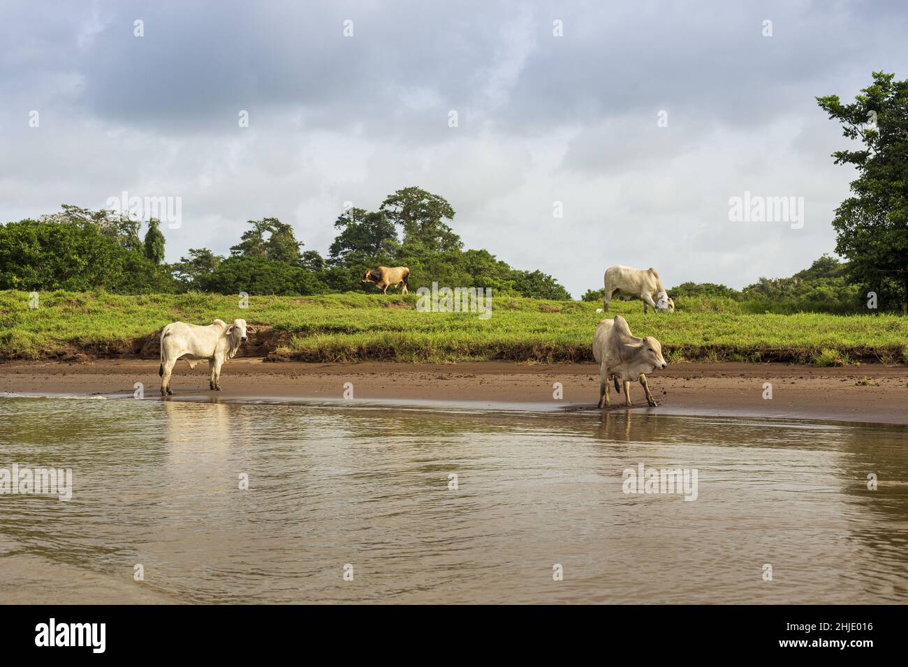 Herd of cows grazing on the pasture by the lake Stock Photo - Alamy