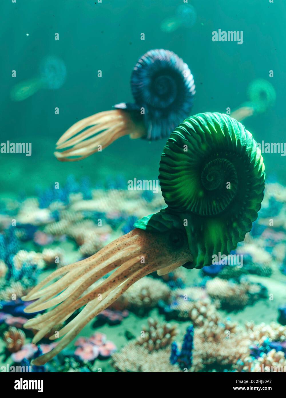Illustration of ammonites Stock Photo