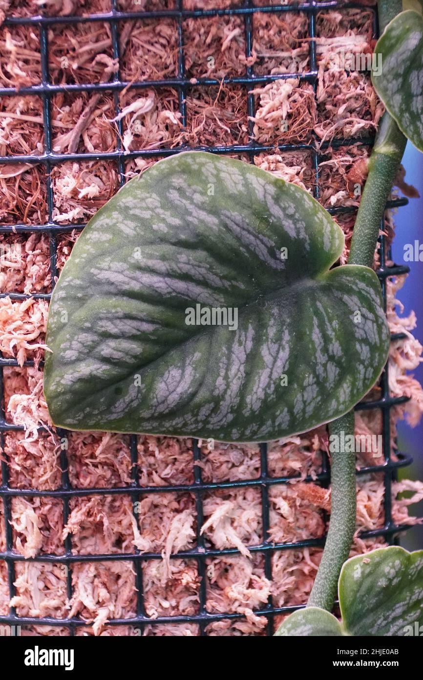 rhododendron sandboden Scintillation Rhododendron – Plant Detectives