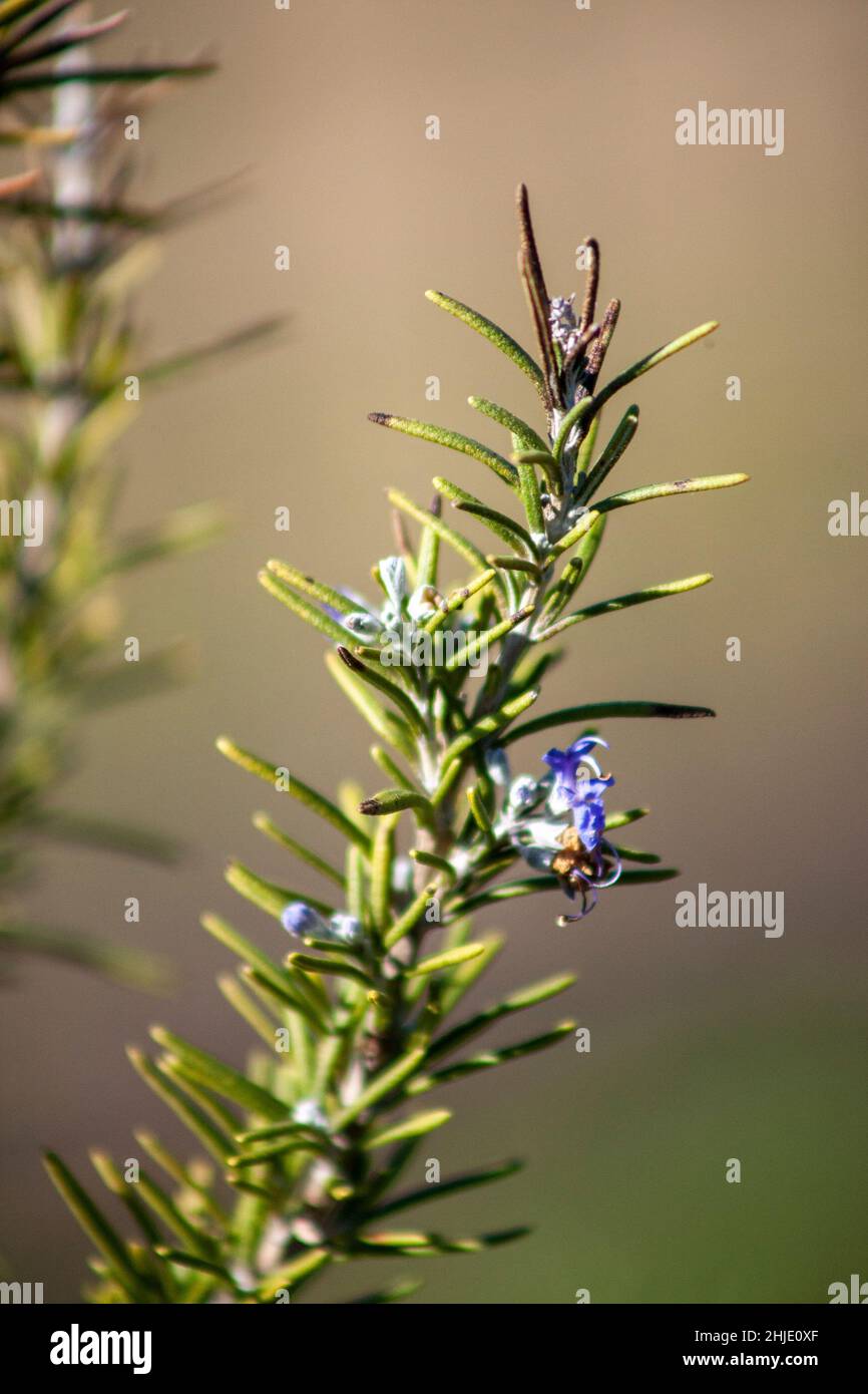 Rosemary hardy hires stock photography and images Alamy