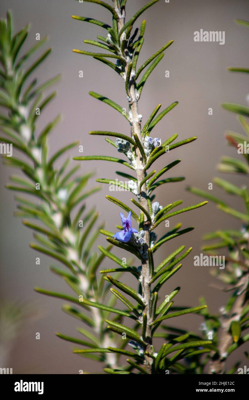 Rosemary in bloom Stock Photo Alamy