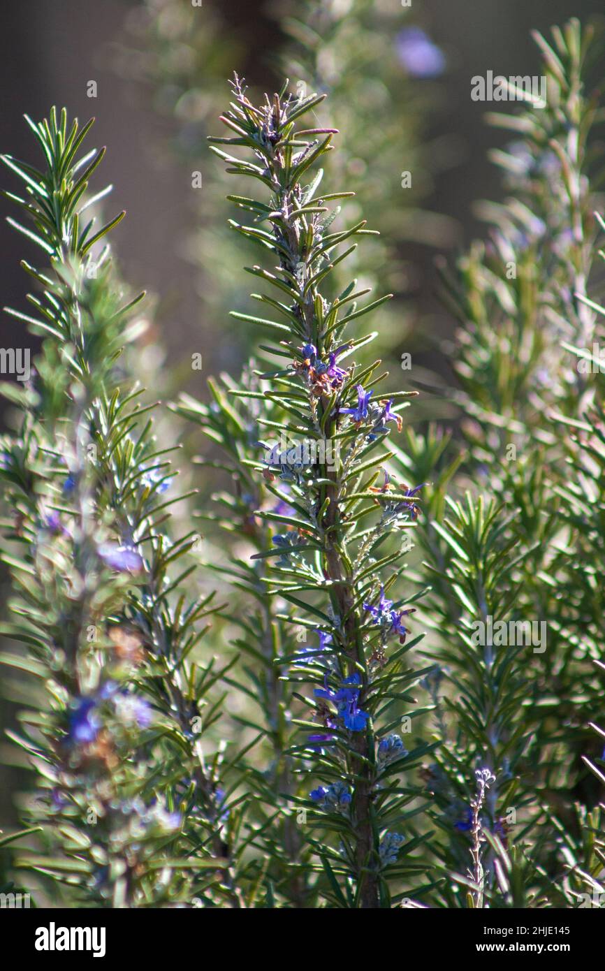 Rosemary in bloom Stock Photo Alamy