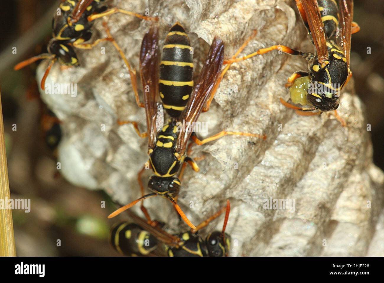 Chinese umbrella paper wasp (Polistes chinensis Stock Photo - Alamy