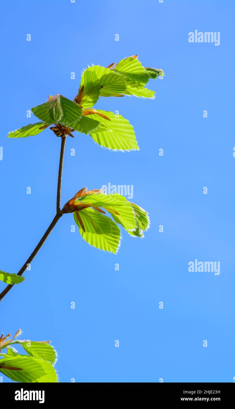 Young green new elm leaves on a branch against a blue sky, vertical format Stock Photo