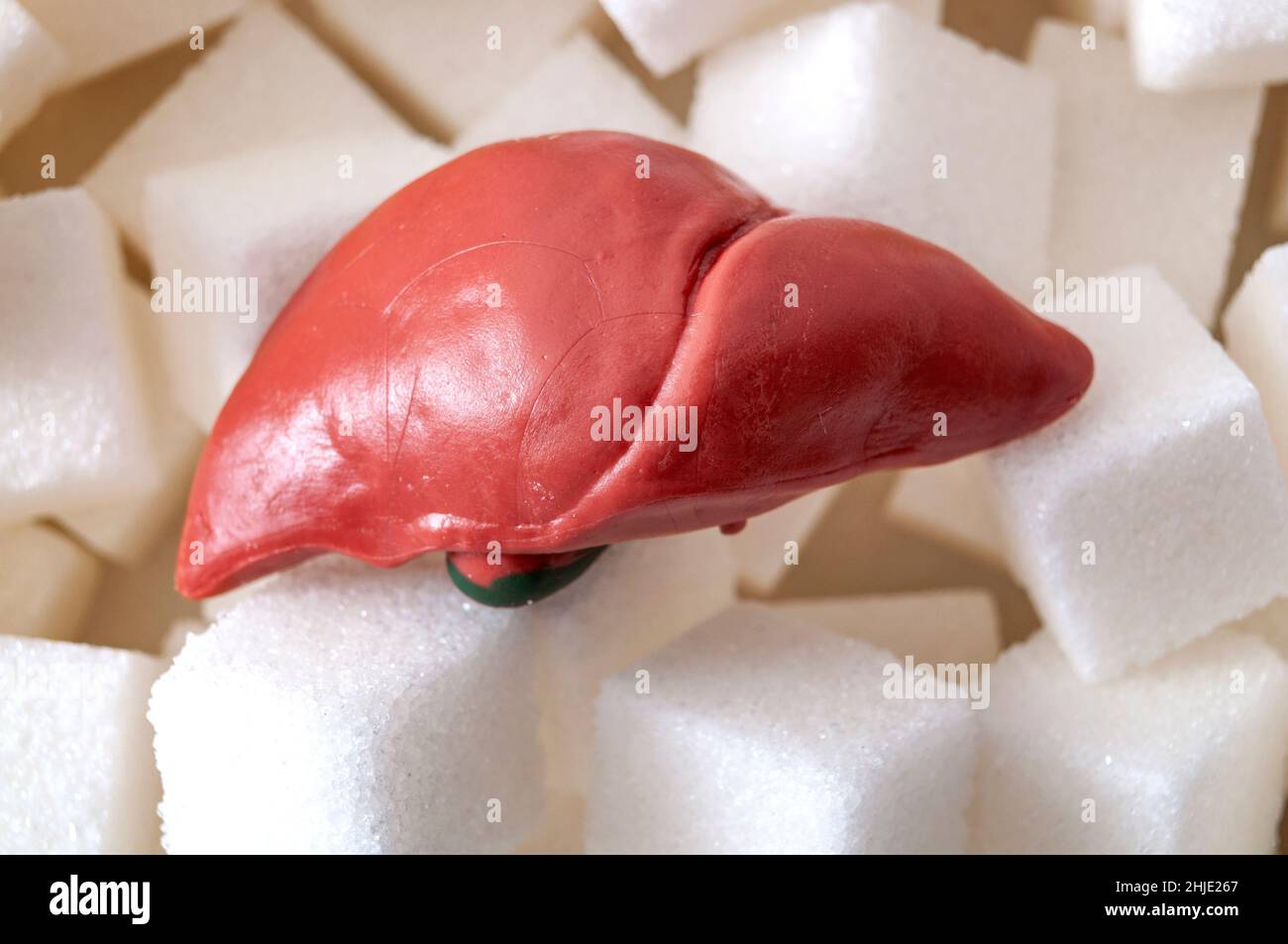 Bad died and nonalcoholic fatty liver disease concept with a liver and sugar cubes, nafld is caused by high levels of fructose accumulated in the live Stock Photo