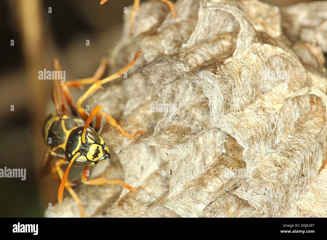 Chinese umbrella paper wasp (Polistes chinensis Stock Photo Alamy