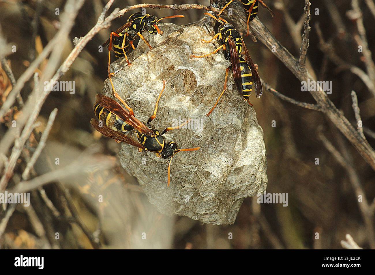 Chinese umbrella paper wasp (Polistes chinensis Stock Photo Alamy