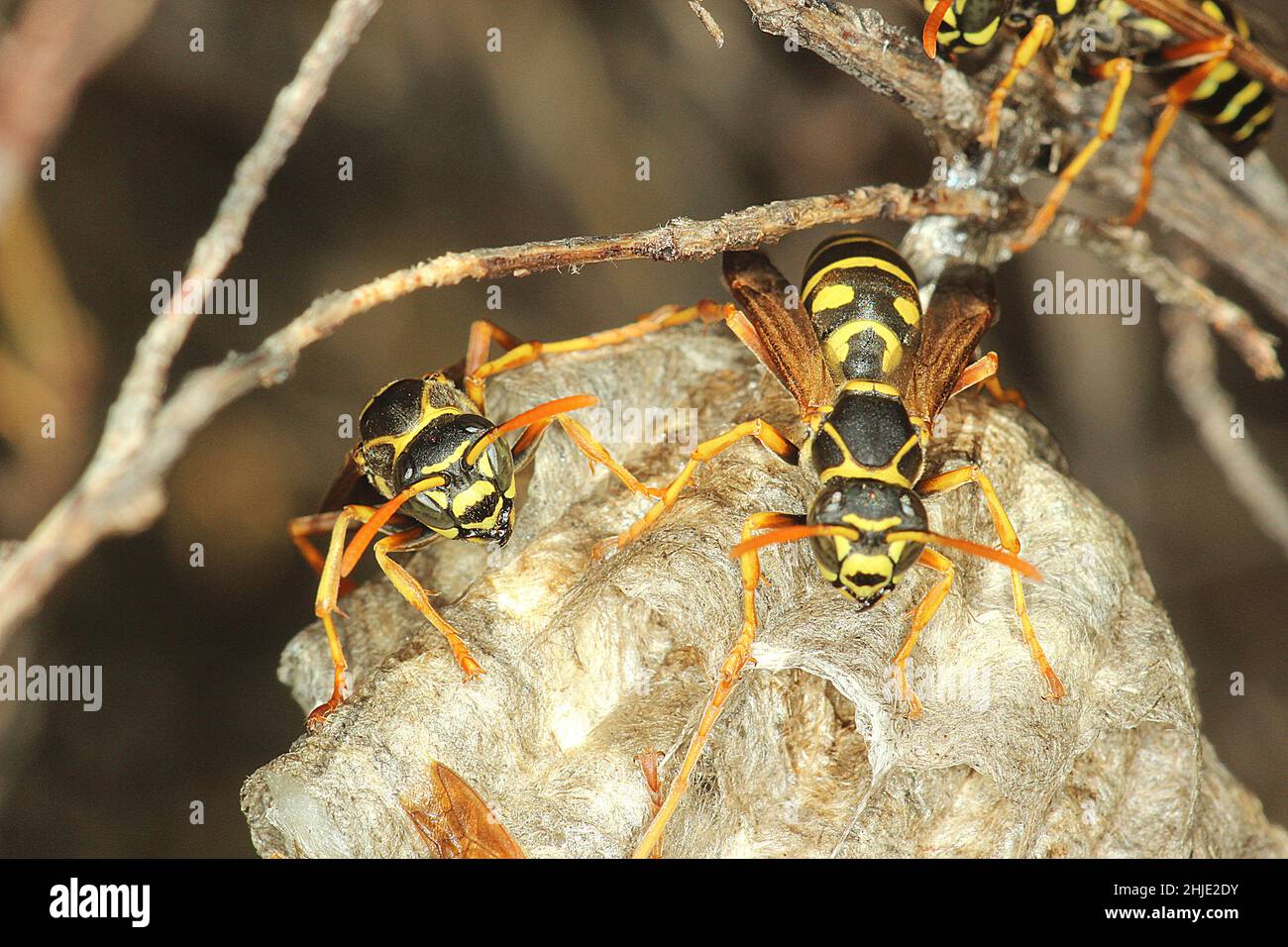 Chinese Umbrella Paper Wasp (polistes Chinensis Stock Photo - Alamy