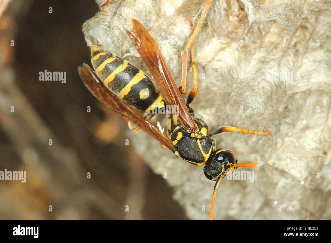 Chinese umbrella paper wasp (Polistes chinensis Stock Photo Alamy