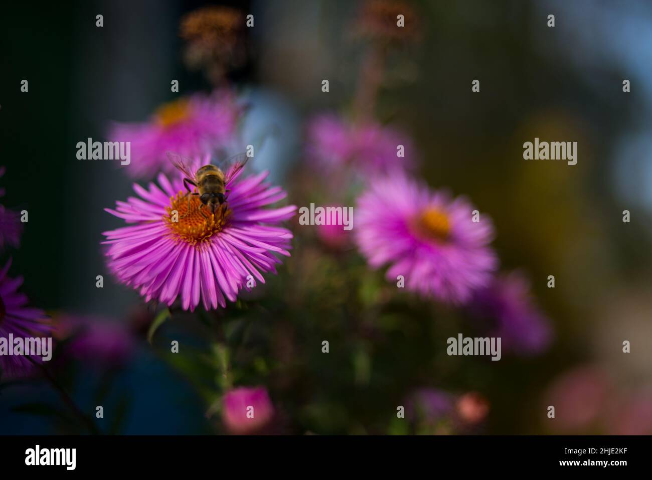 Bee on a purple flower in the garden Stock Photo - Alamy