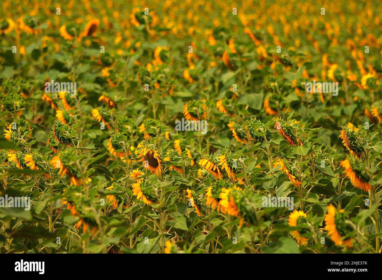 sunflowers in bloom near Crecy in Limpopo province South Africa Stock