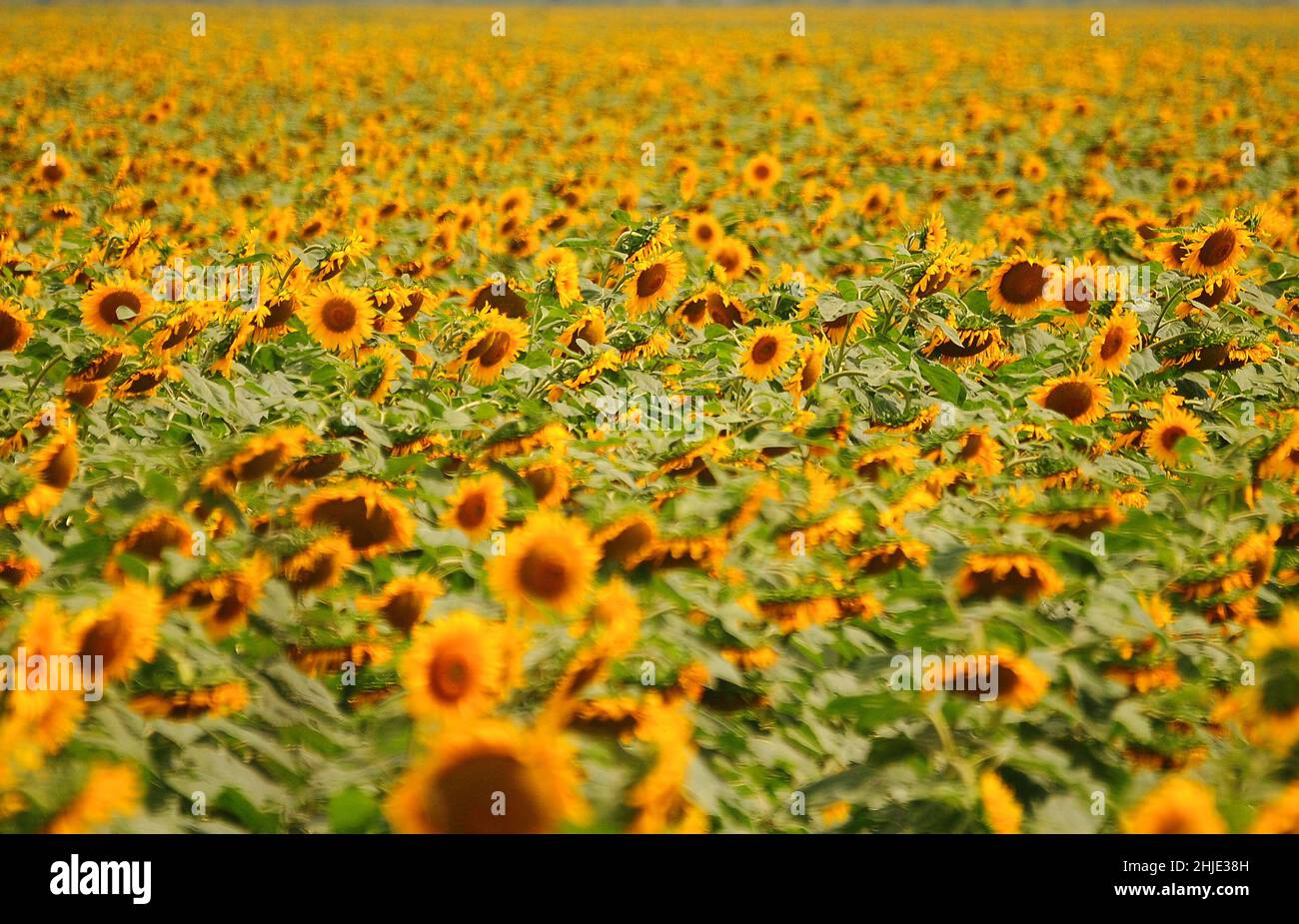 sunflowers in bloom near Crecy in Limpopo province South Africa Stock