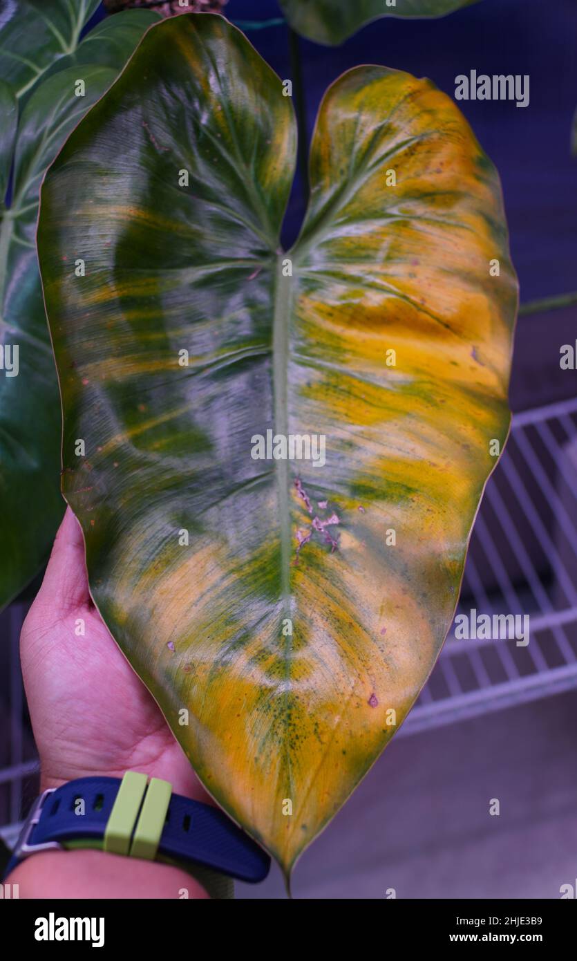 picture of a snake plant Buy Moonshine Snake Plants Online