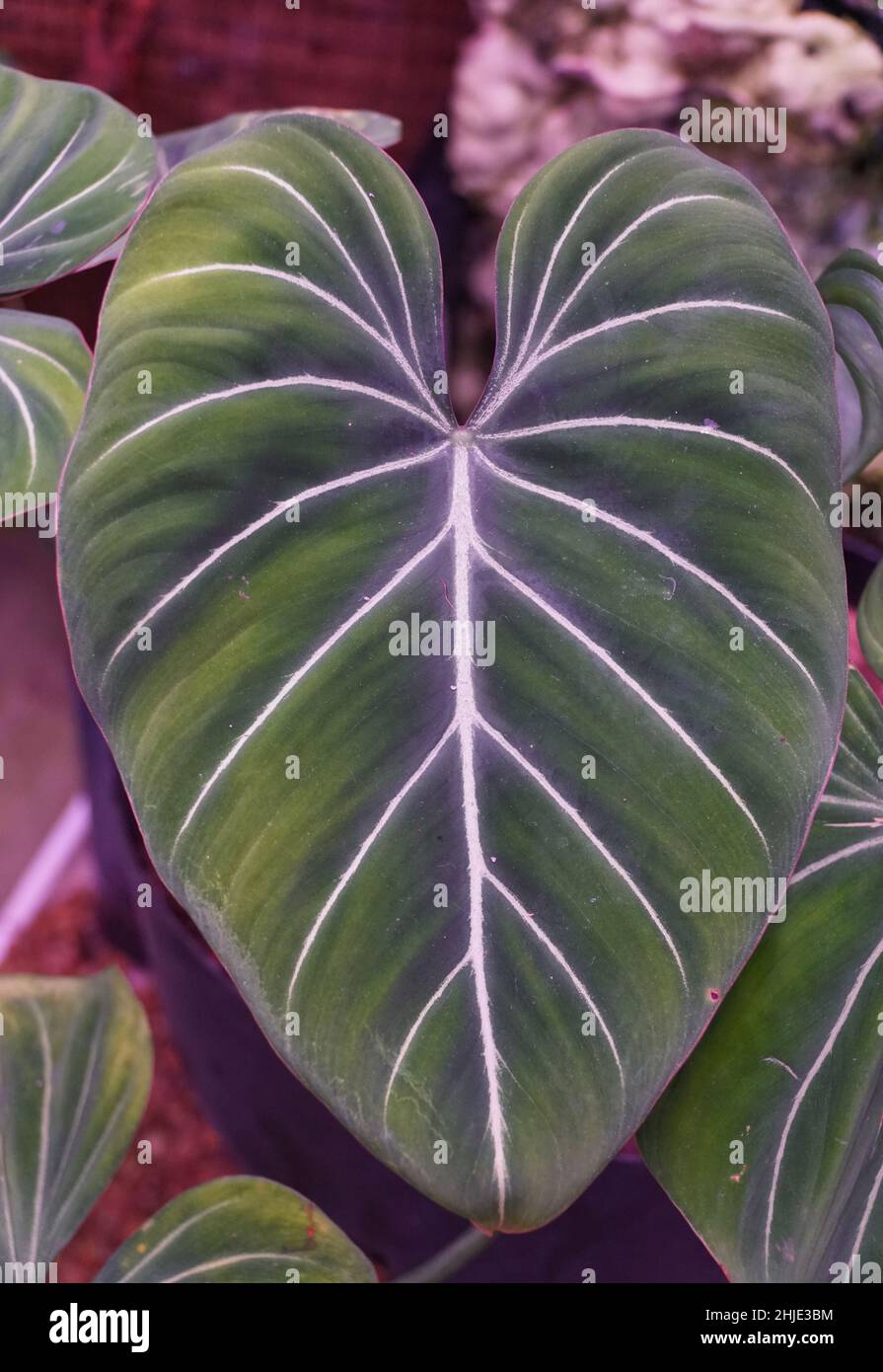 philodendron erubescens green princess Philodendron 'Green Princess'