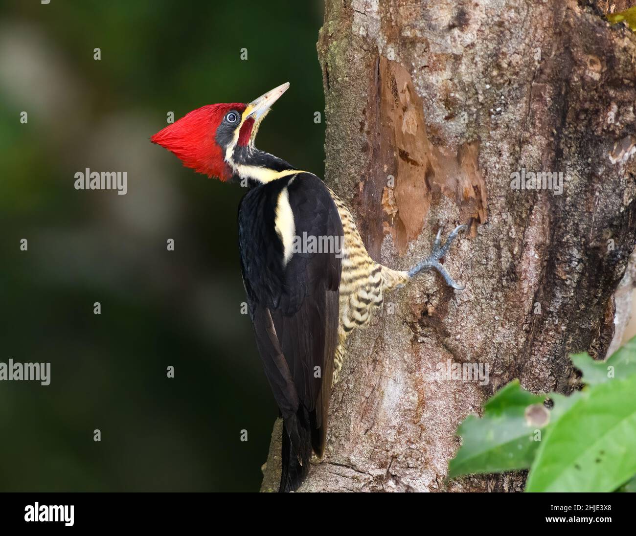 Male lineated woodpecker in Tikal Guatemala destroying a tree Stock Photo