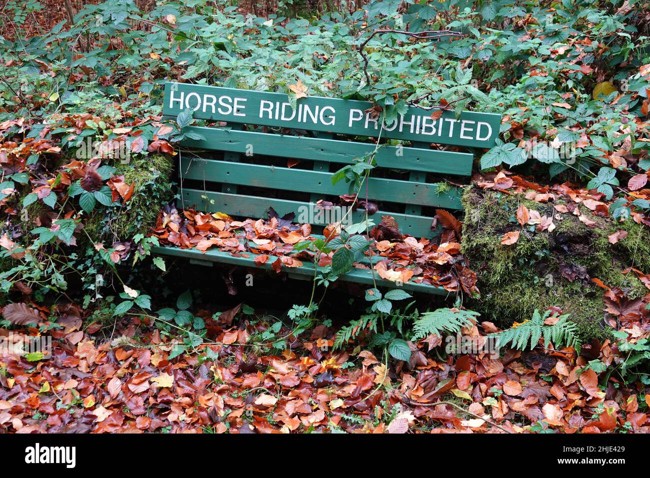 Green Riding Message Green sign prohibiting horse riding in an autumn tree Stock Photo - Alamy