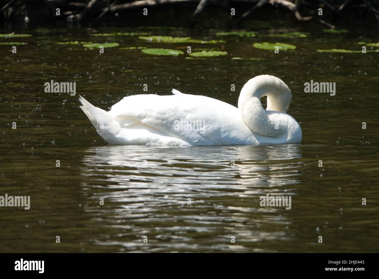 White swan swimming in a pond Stock Photo - Alamy