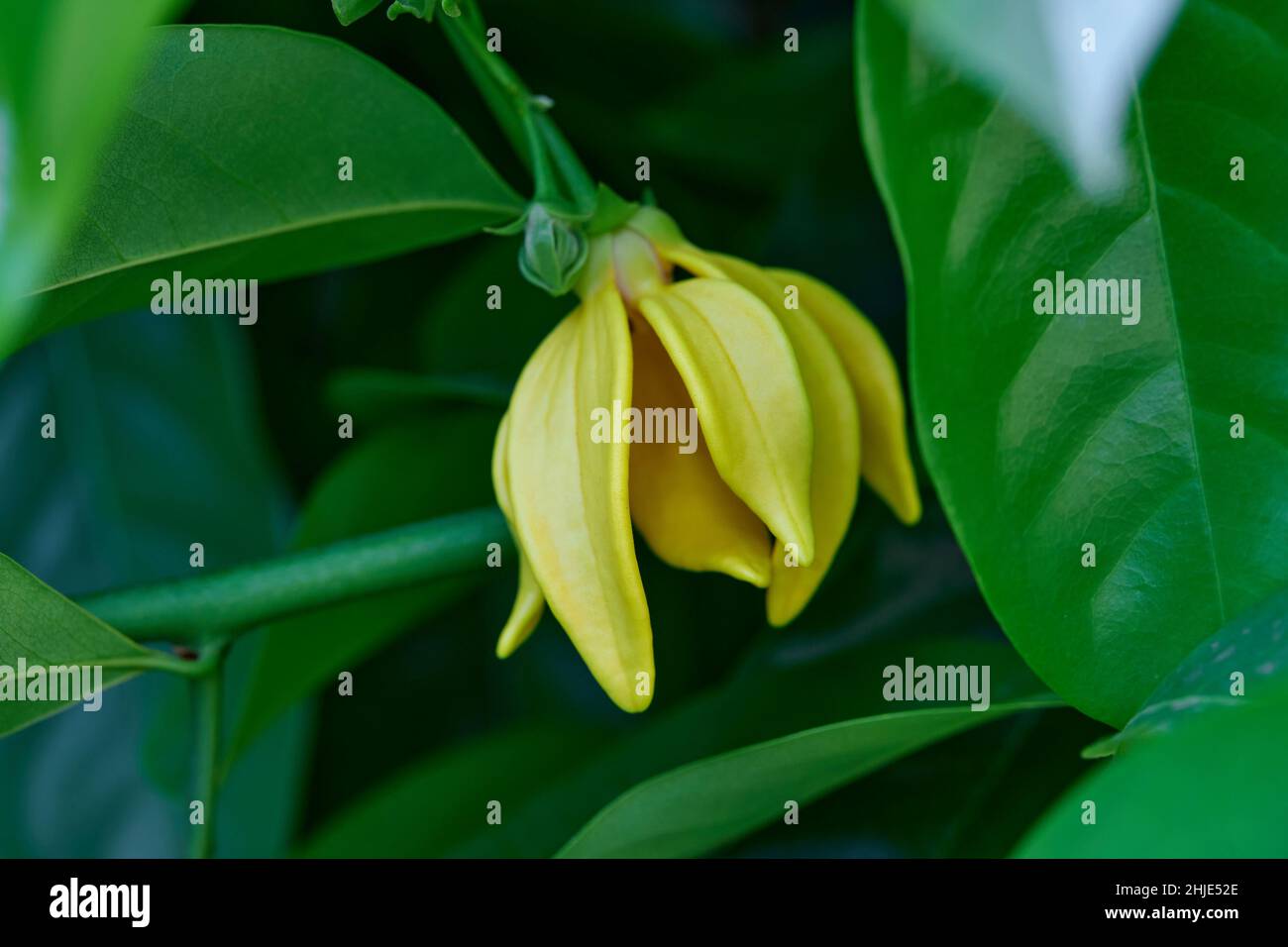 Close-up climbing ylang-ylang flower blooming  on tree branch Stock Photo